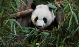 关于熊猫的视频